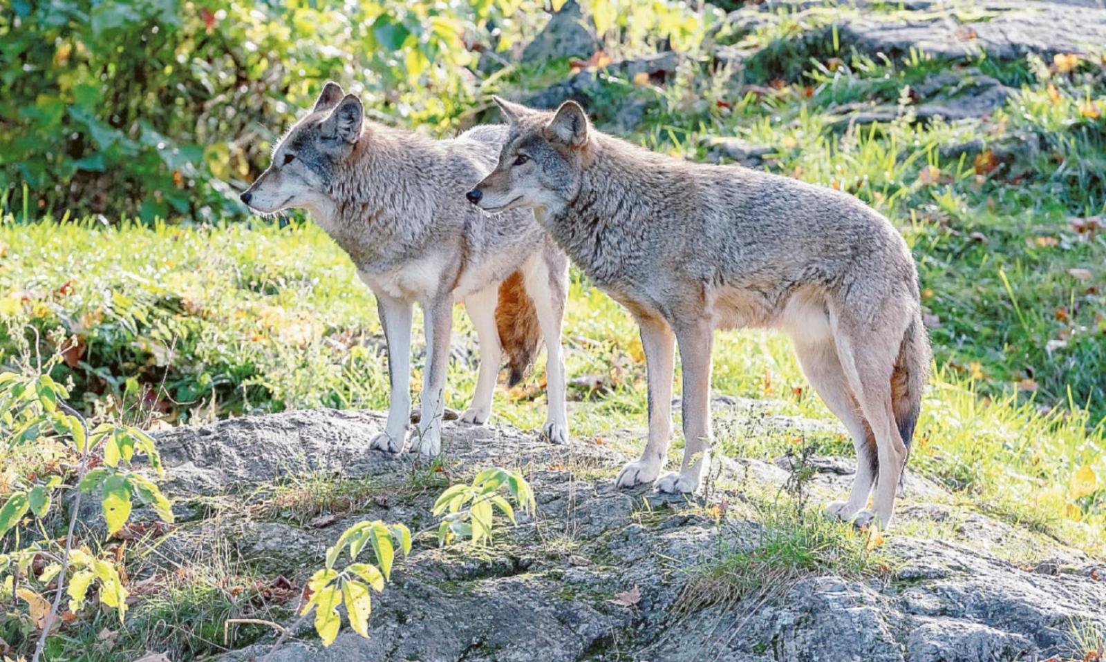&ldquo;Se vedete lupi non avvicinateli&rdquo;