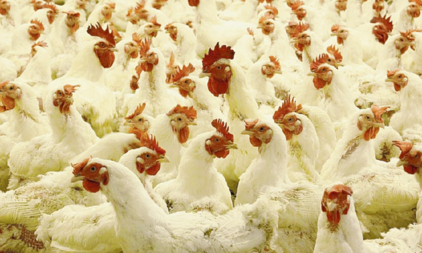 &ldquo;Subito i vaccini per i polli&rdquo;