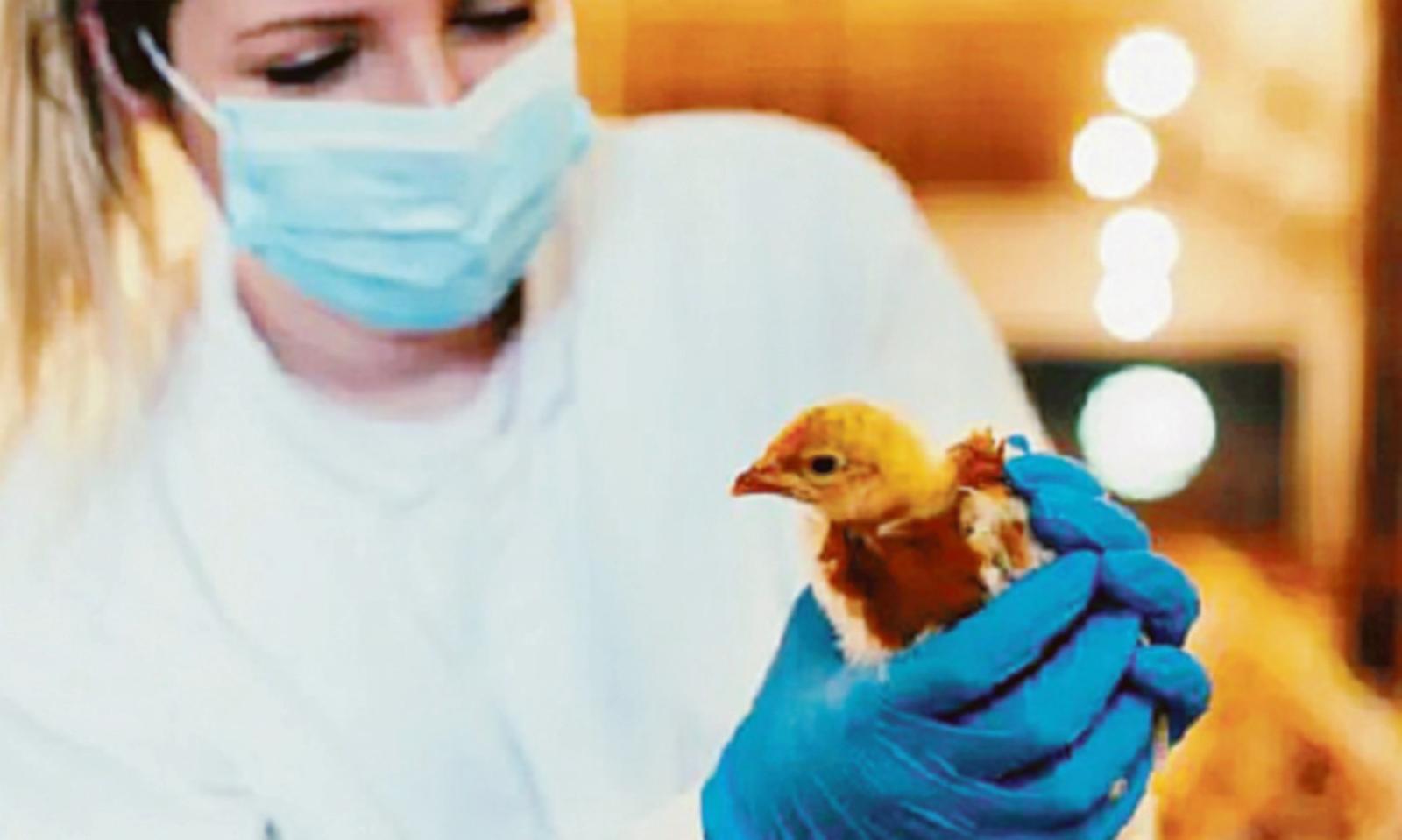 "Piano d&rsquo;azione contro l&rsquo;aviaria" 