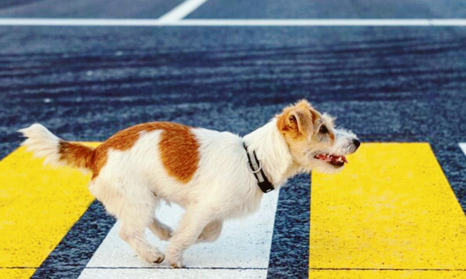 Falciata in strada, cane d&agrave; l&rsquo;allarme