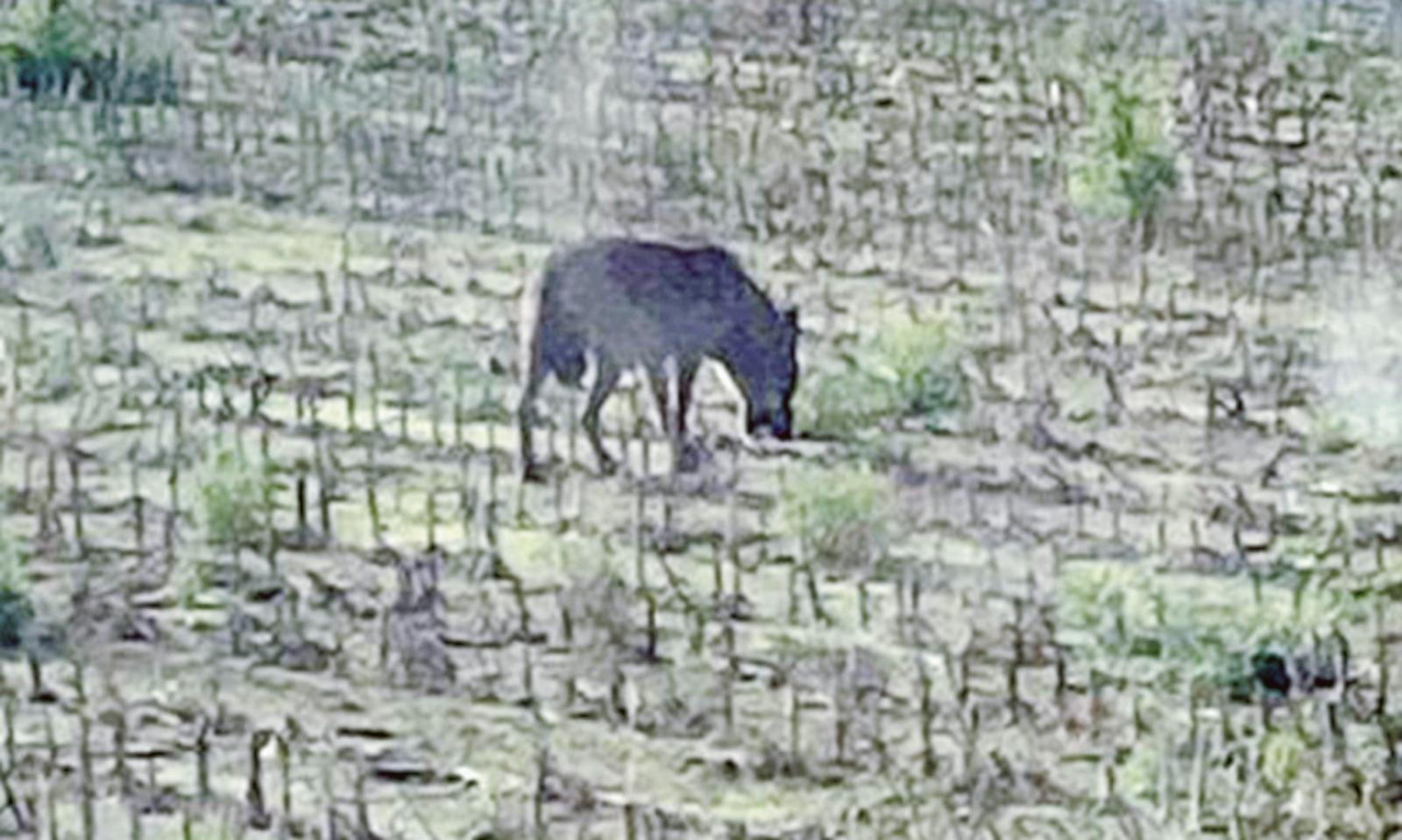 Inseguimento tra lupi e caprioli in paese