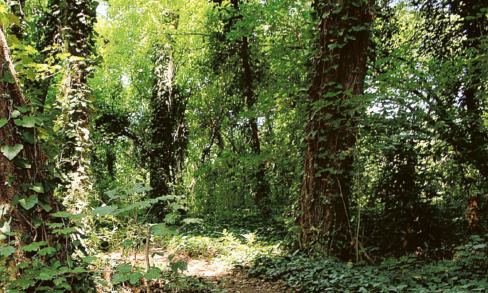 Langer, presto lo studio sul piombo