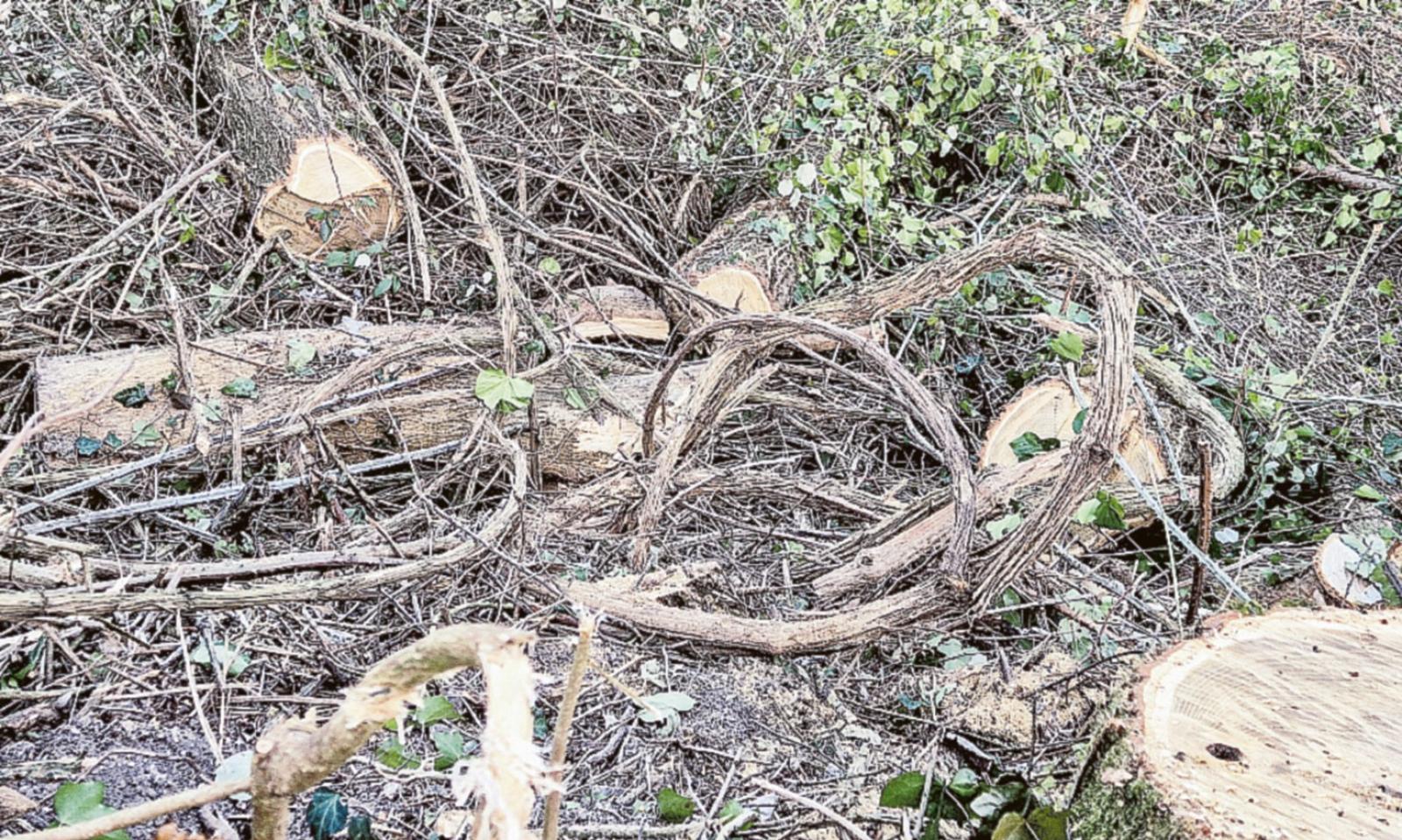 Tangenziale, stop alle motoseghe
