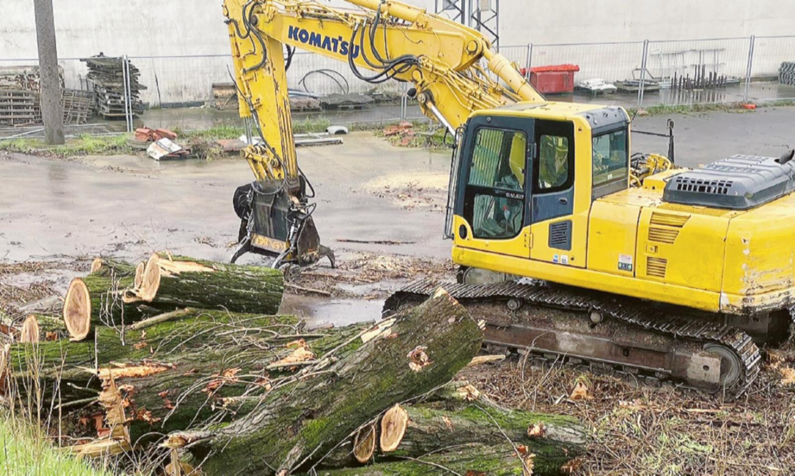 Taglio alberi, la polemica continua