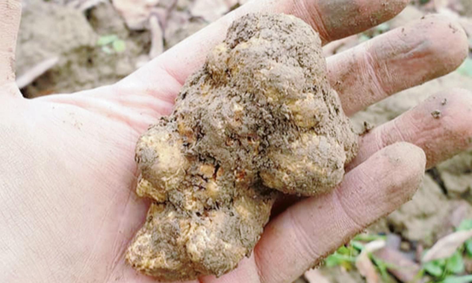 Il magico e antico mondo dei cani e dei tartufai