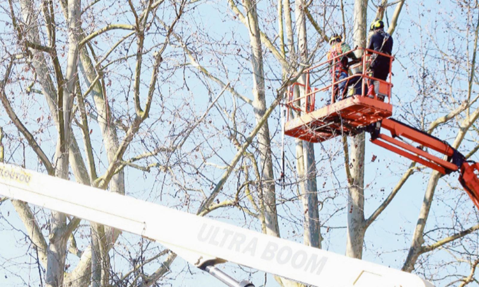 Ripiantumazioni e potature