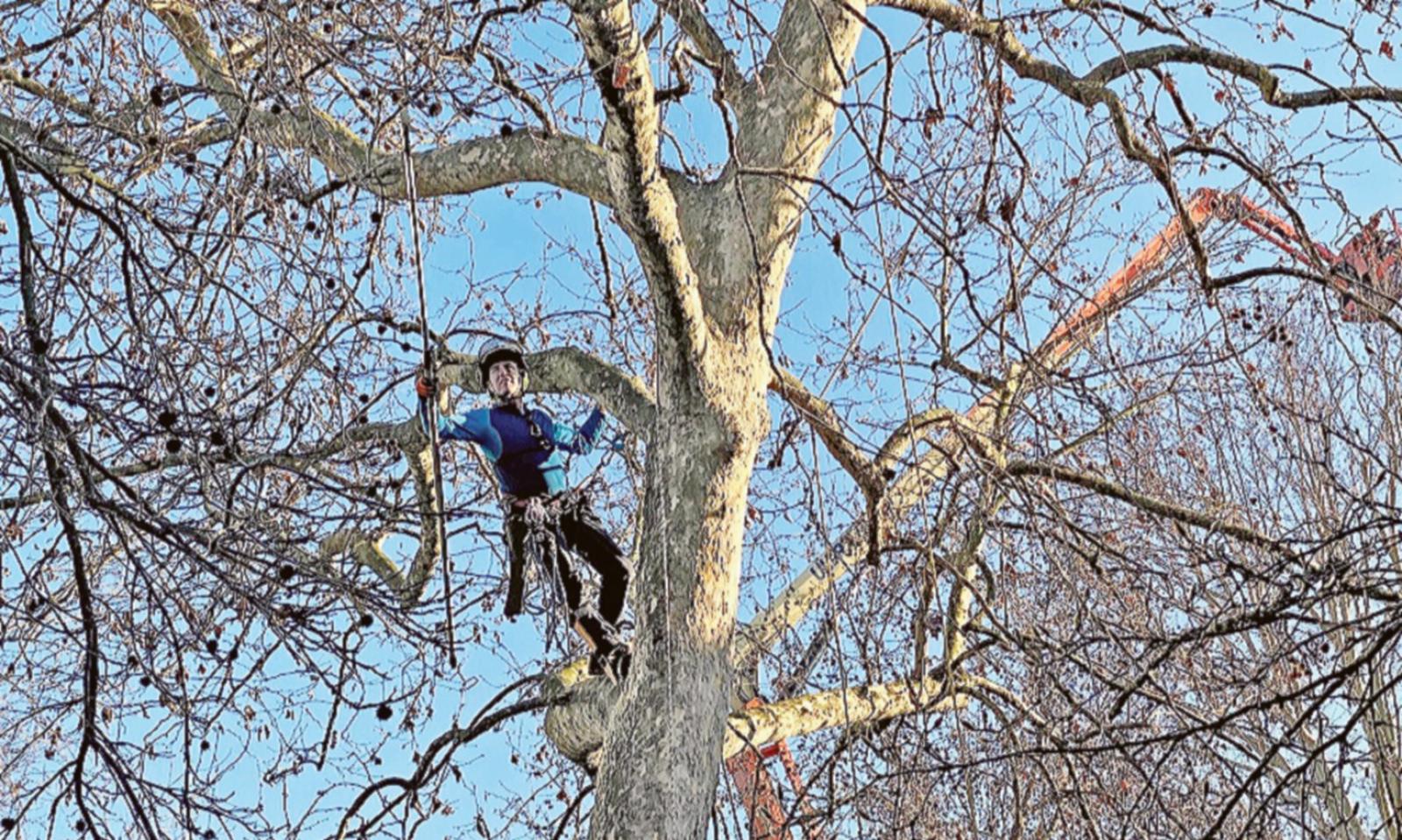 &ldquo;Potature per decoro e sicurezza&rdquo;