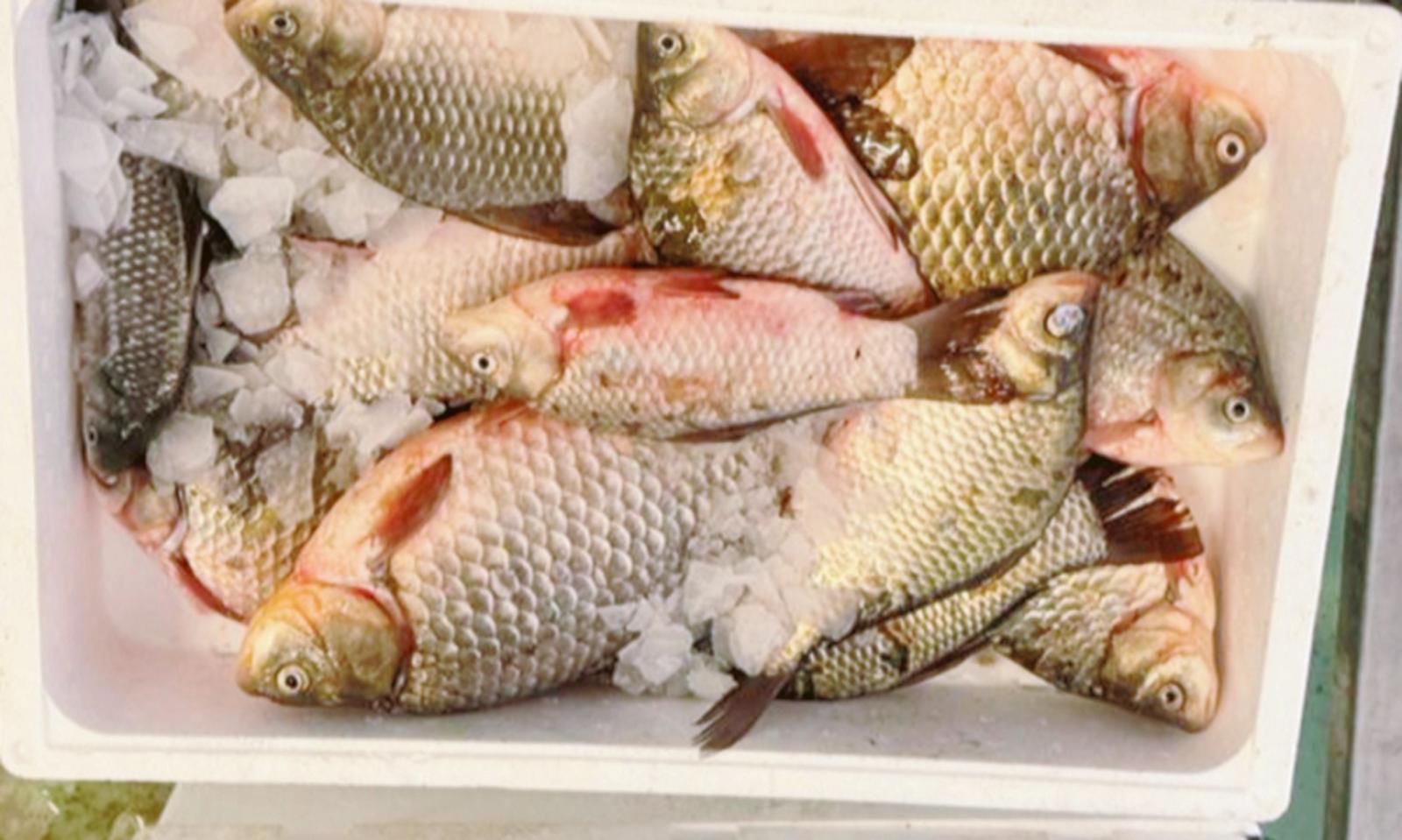 Bombe e veleni: predoni in azione