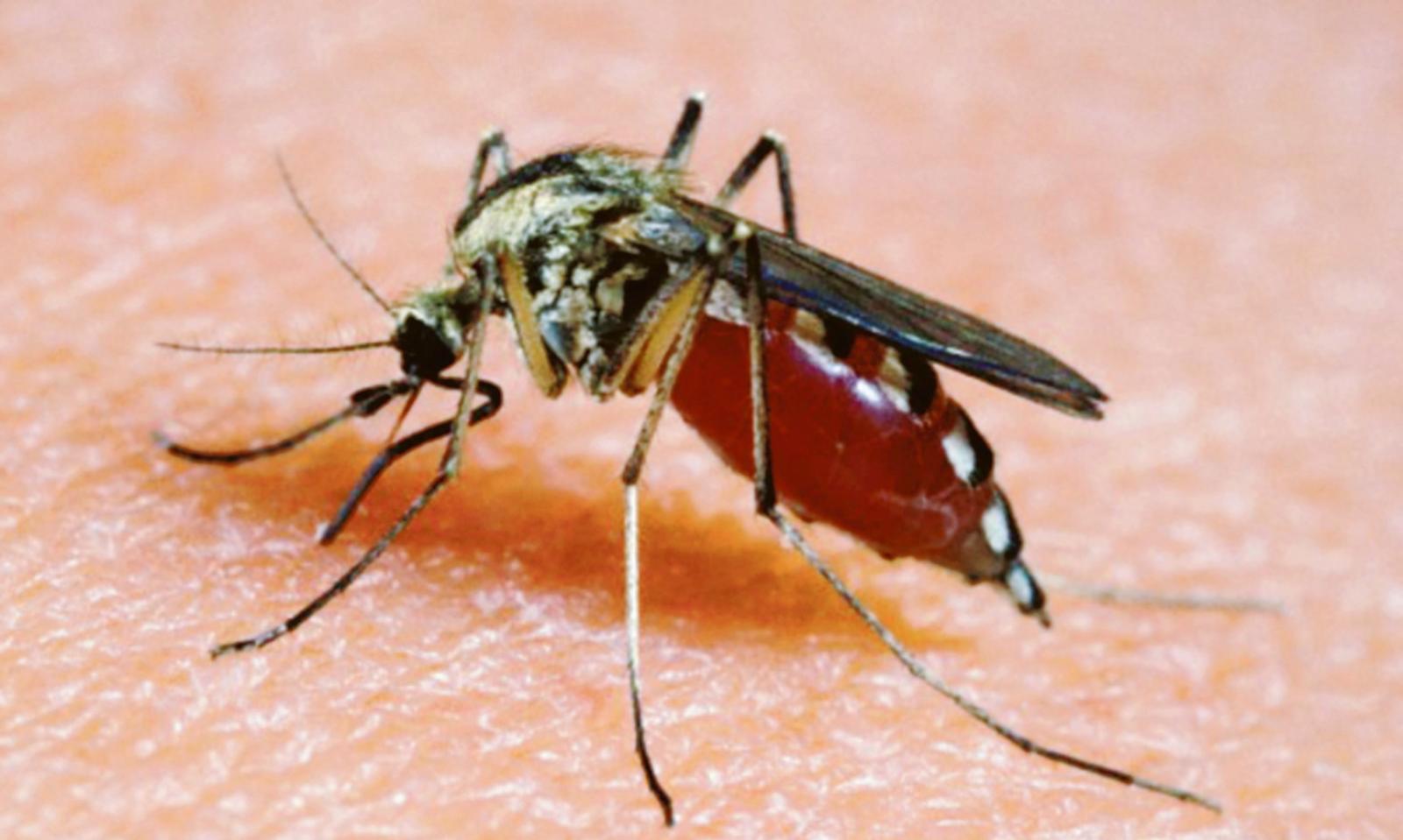 Inizia la guerra alle zanzare