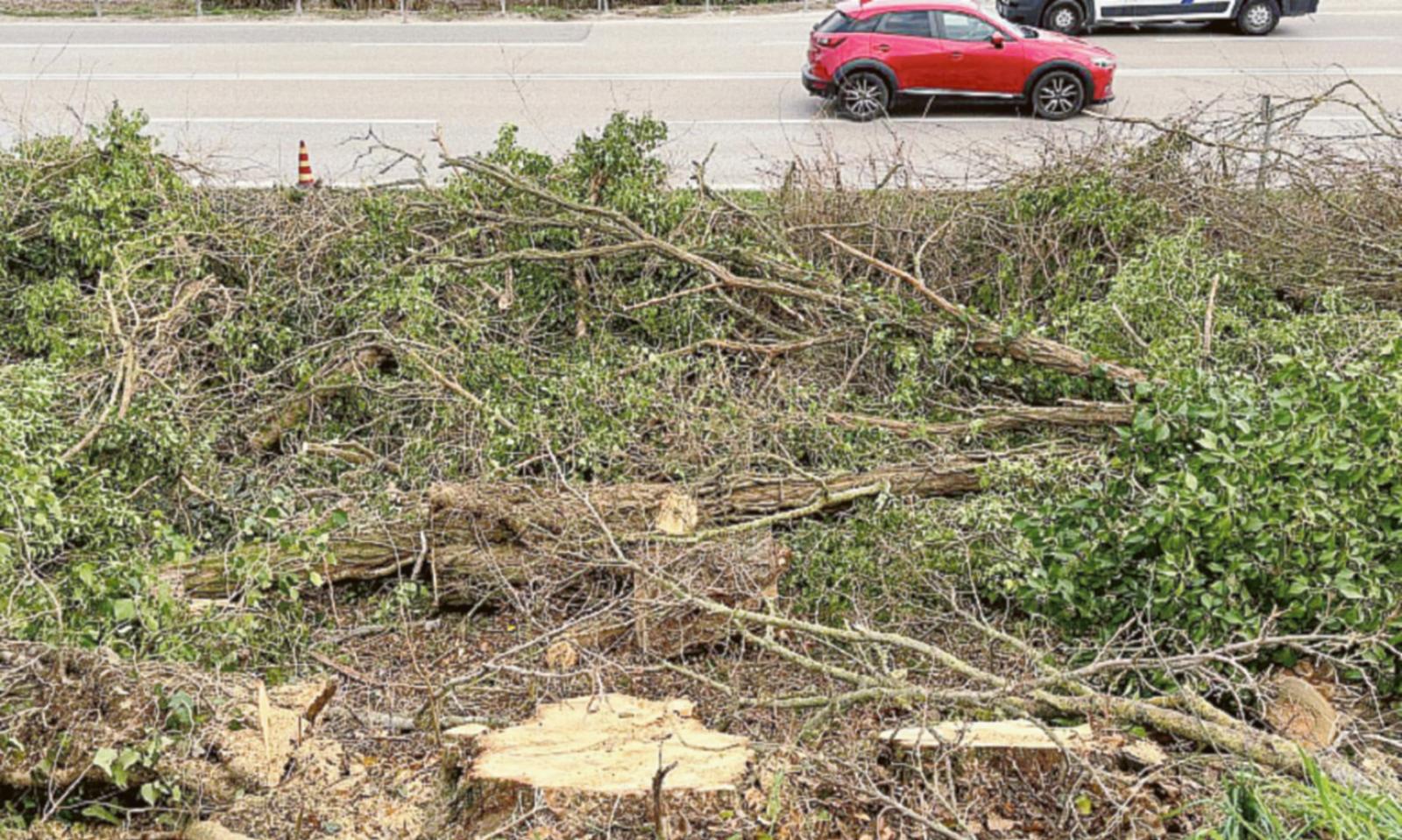 In via Marchioni ecco gli aceri