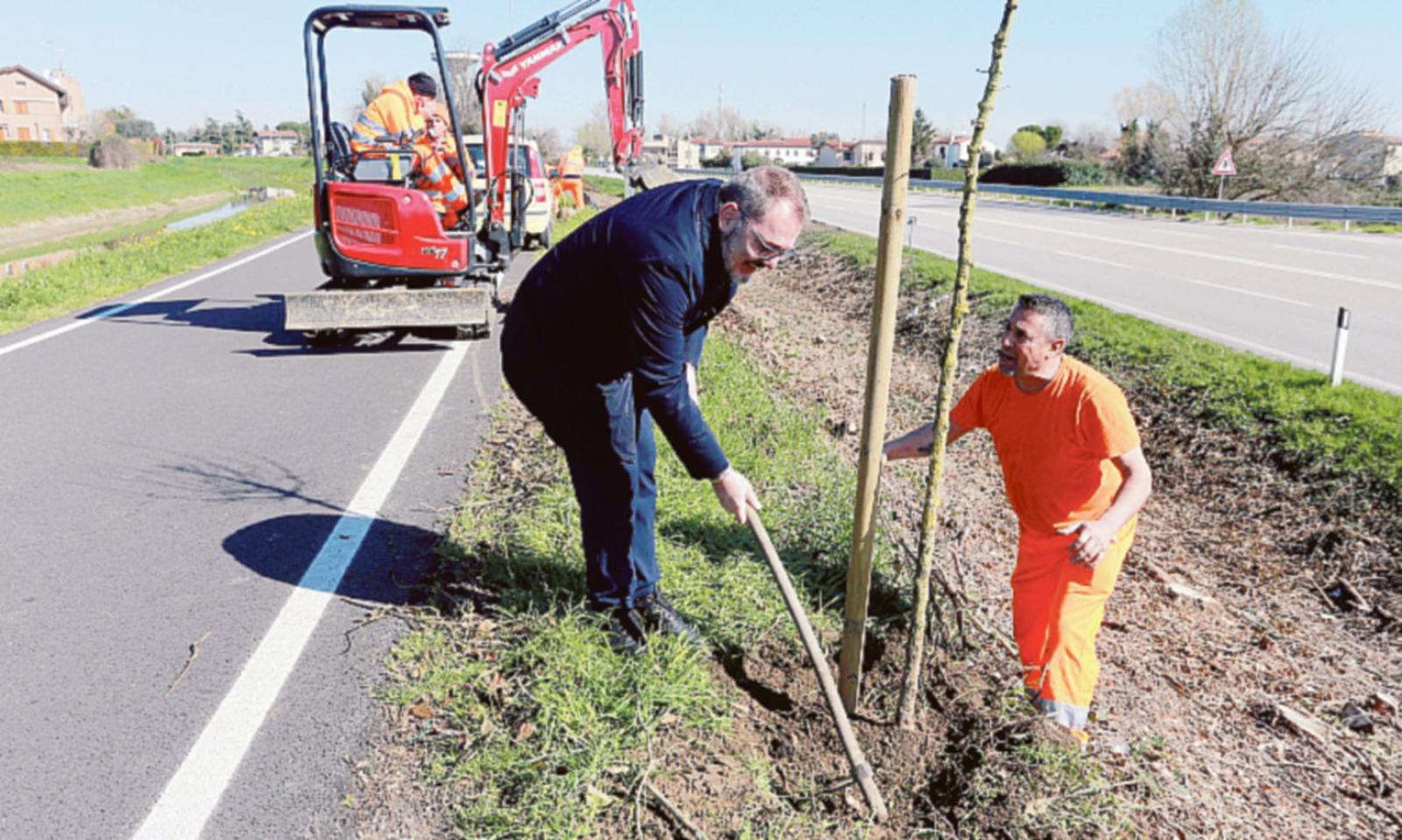Aceri in via Marchioni