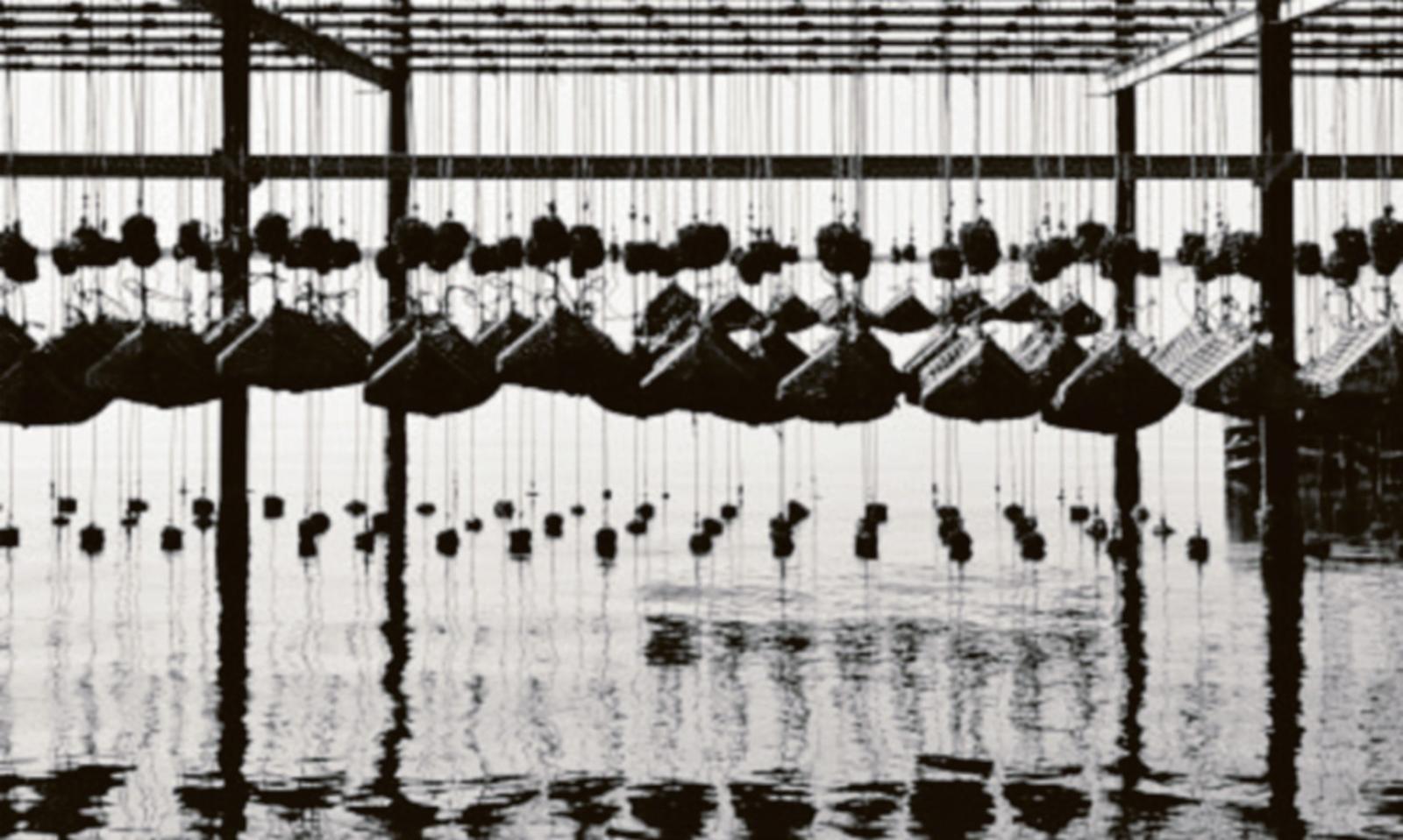 Delta visionario nel padovano