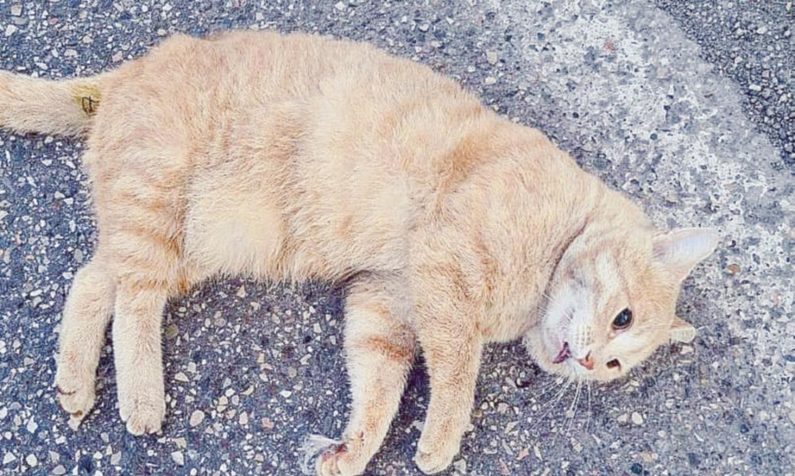 Bocconi avvelenati, muore gatto in Tassina