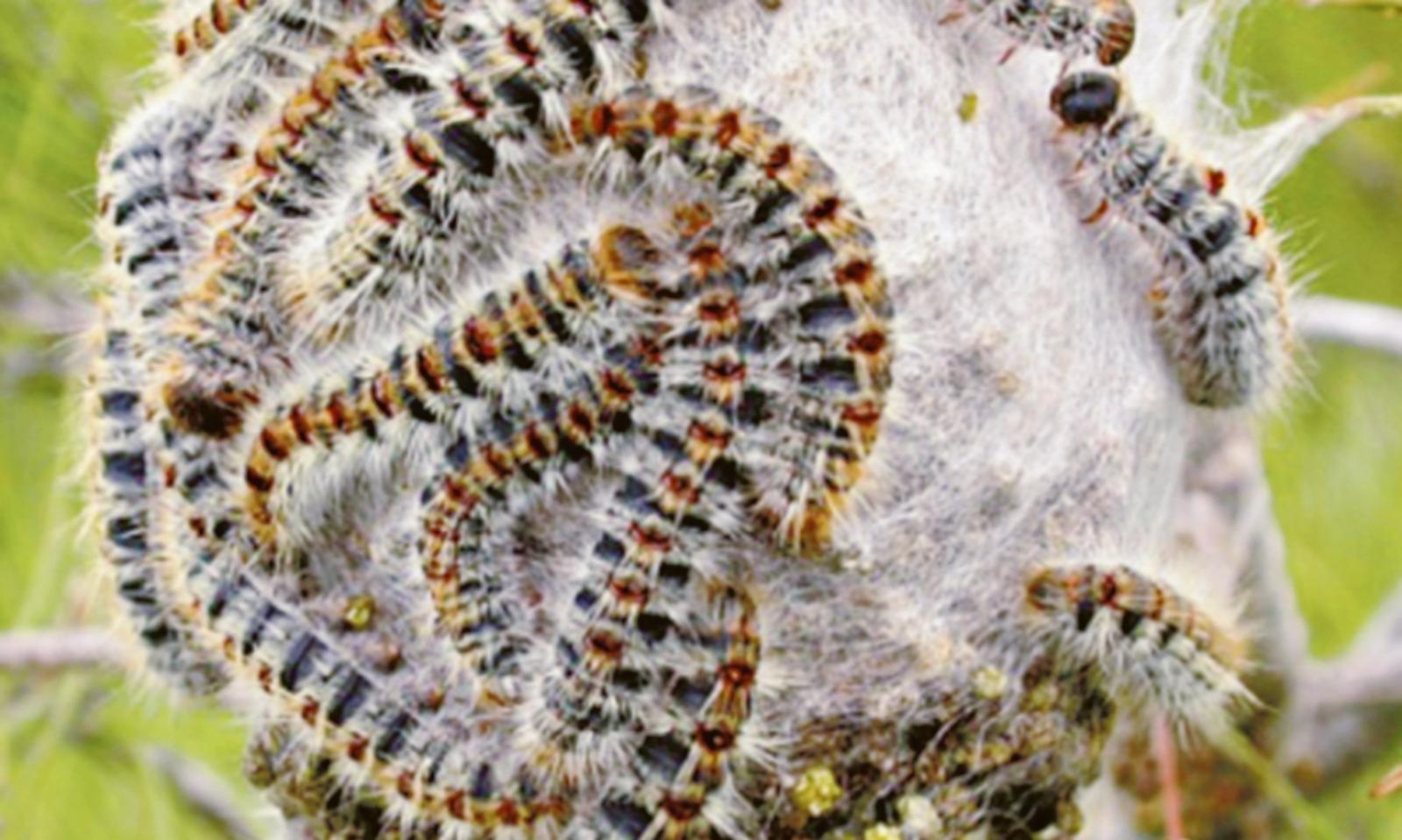 Comune, lotta alla processionaria