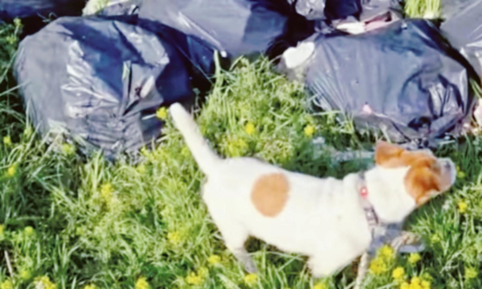 Ancora rifiuti abbandonati