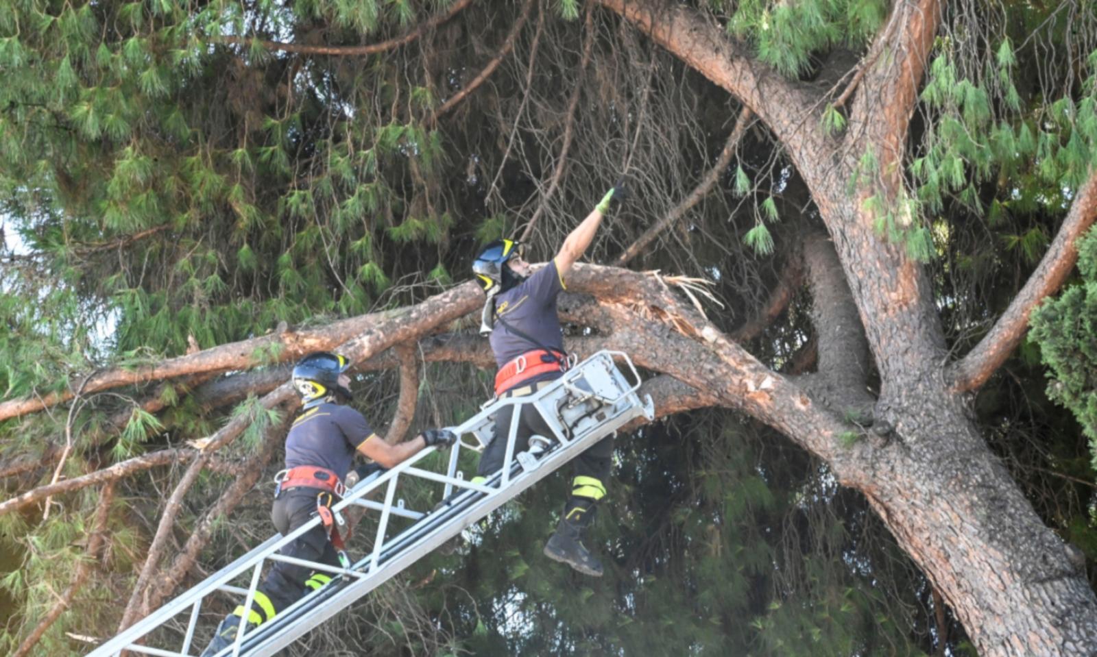 Cadono grossi rami in strada