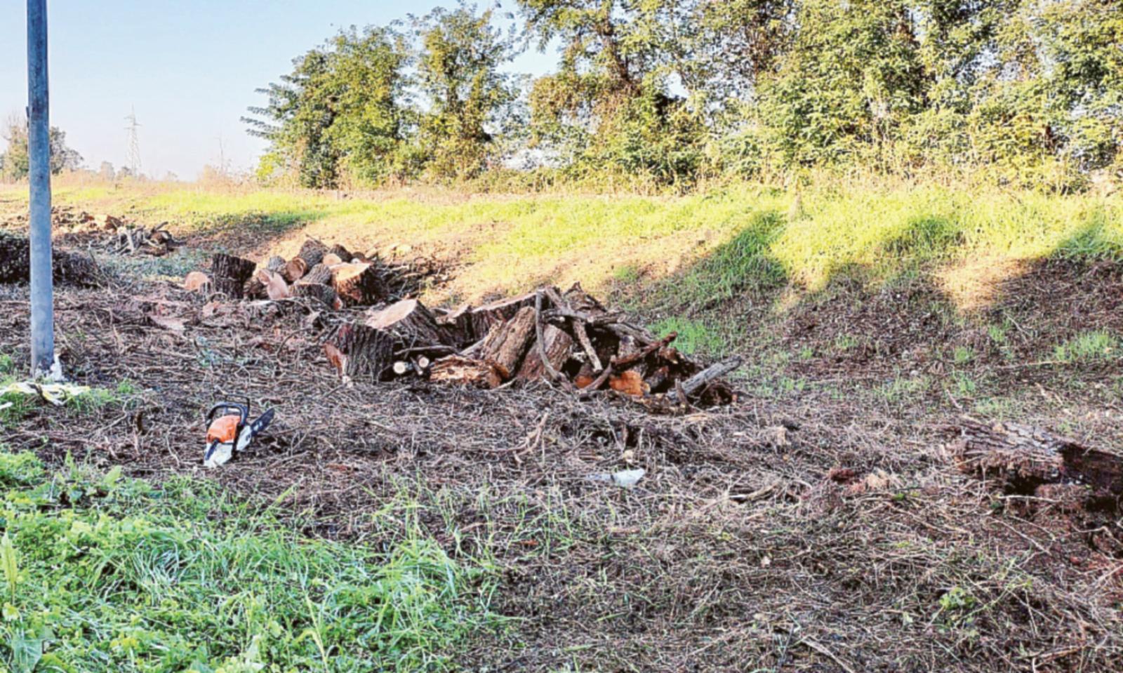 &ldquo;Pi&ugrave; rispetto per alberi e uccelli&rdquo;