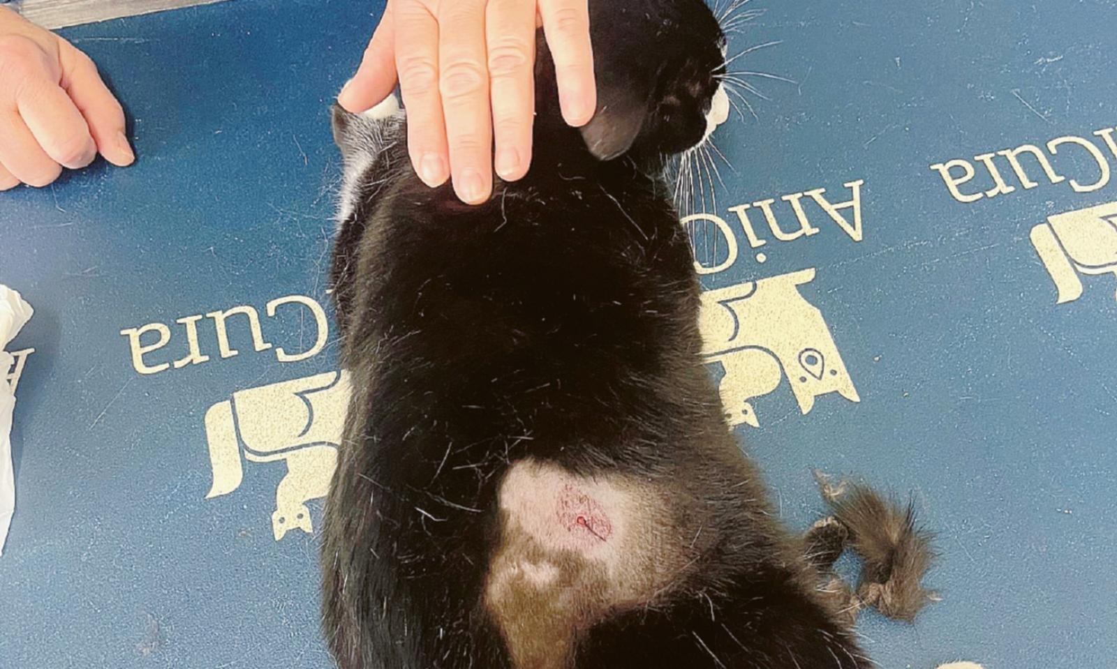 Orrore e choc: micio preso a fucilate