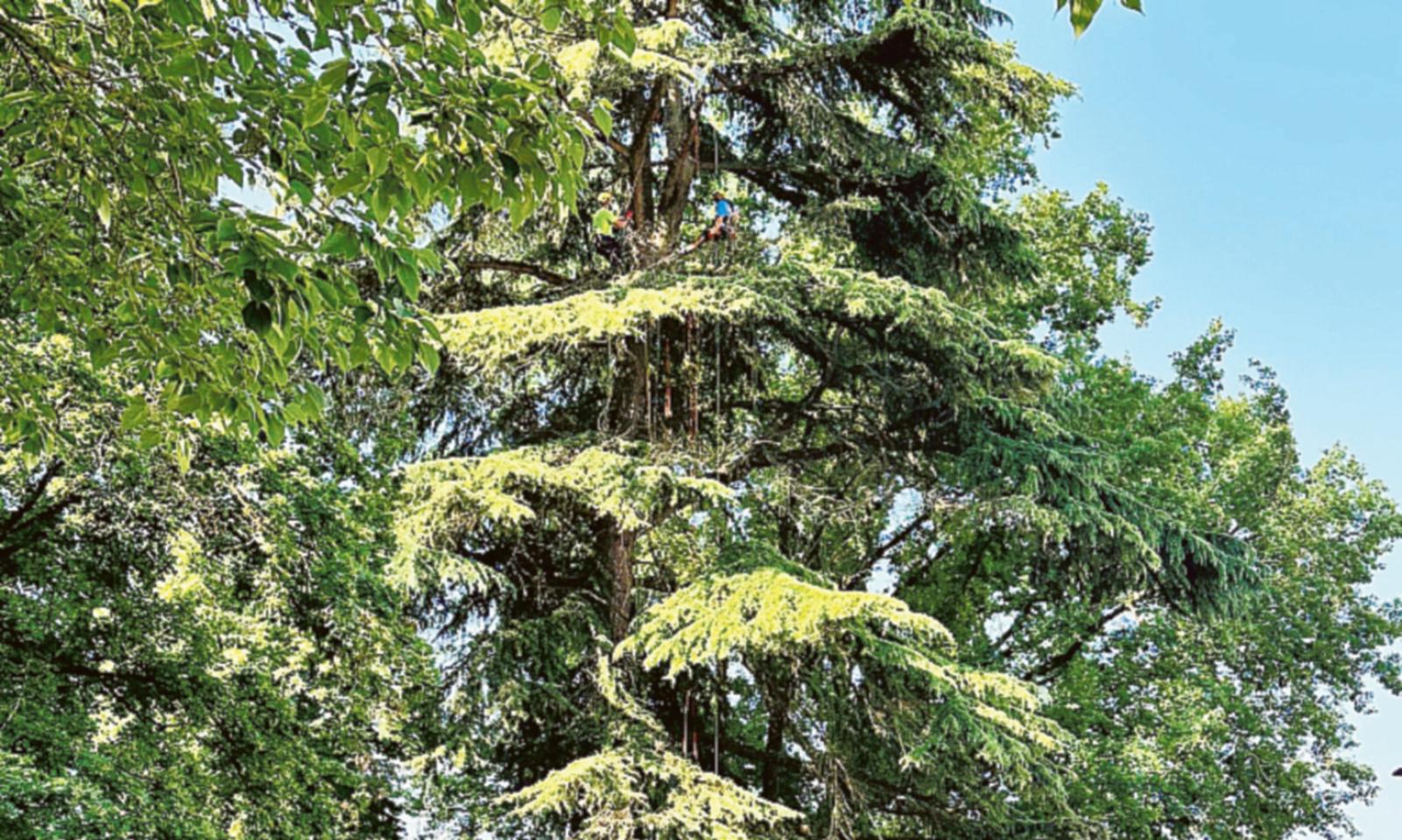 Potature acrobatiche alle Torri