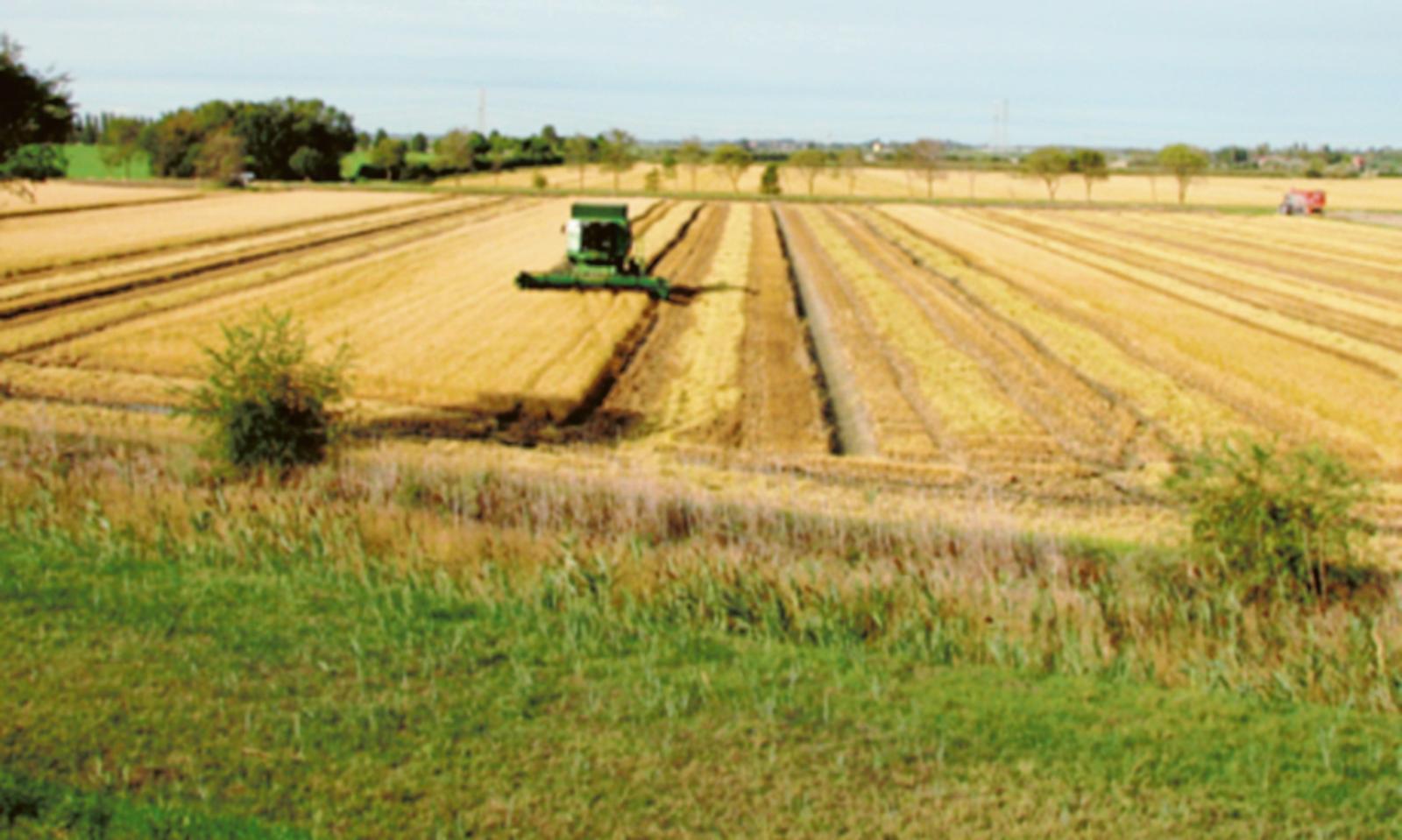 Riso, le semine sono in affanno