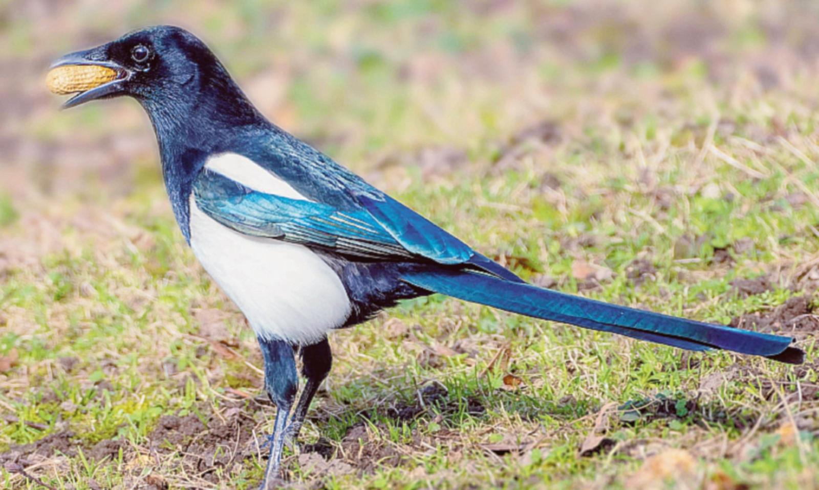 "Gli uccelli si mangiano i raccolti"
