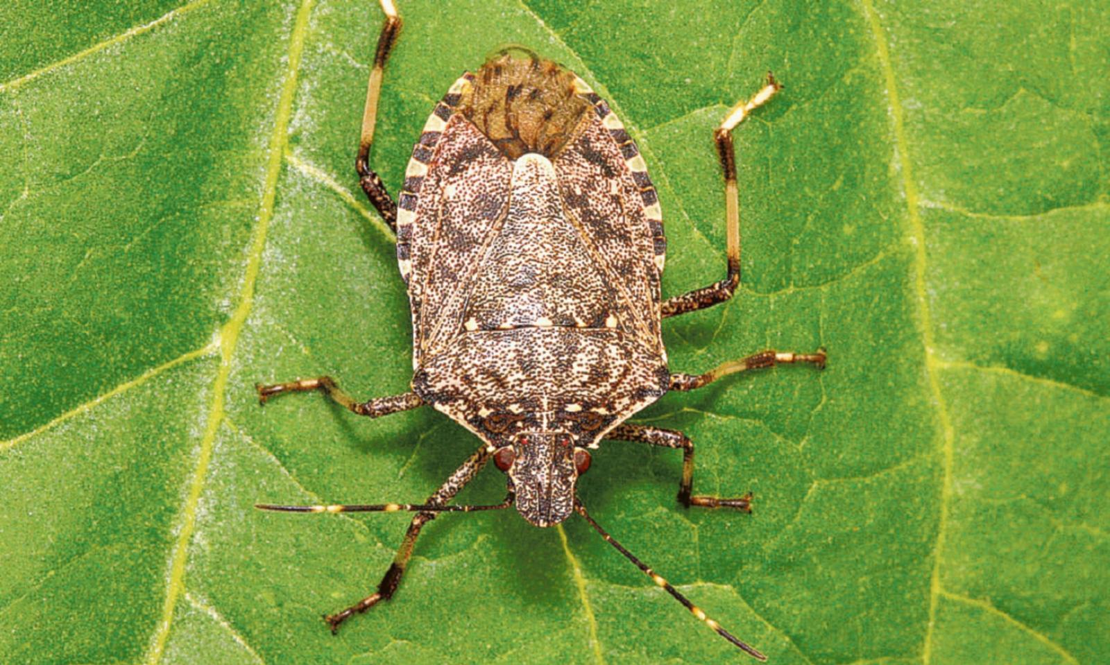 La cimice asiatica torna a minacciare