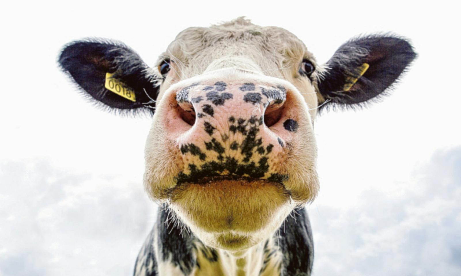 Affrontare la sfida dell&rsquo;antibiotico-resistenza 