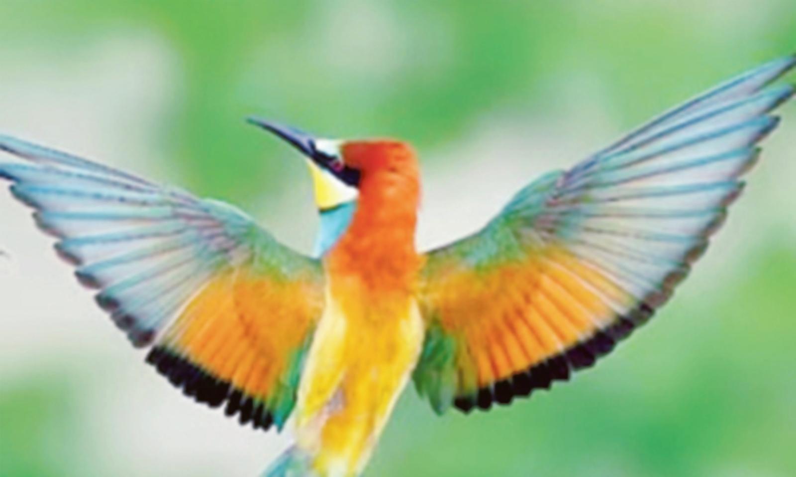 Ecco "l'alieno" che uccide le api