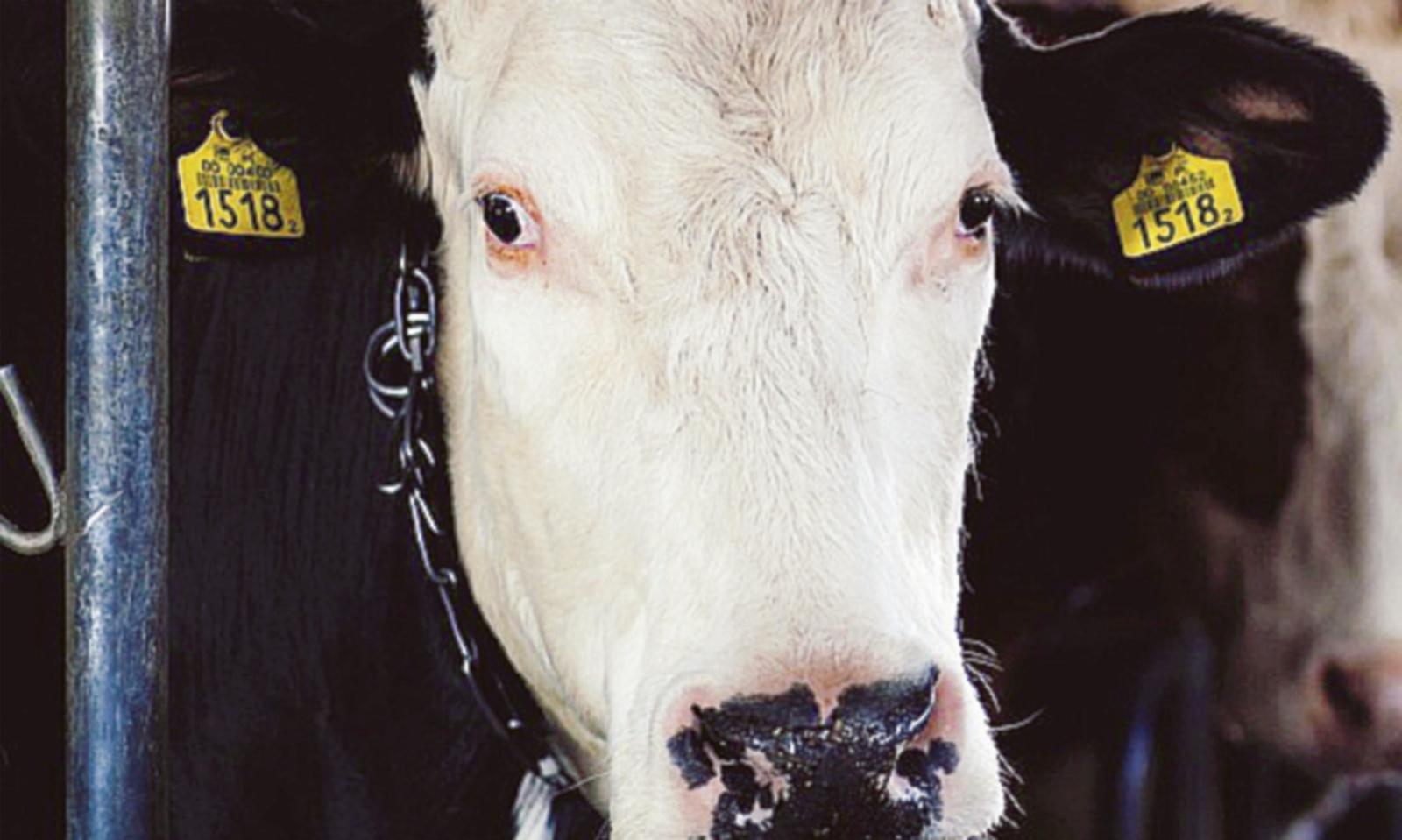 In sofferenza anche gli animali