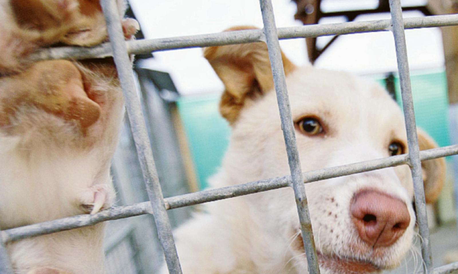 Ok alla Cipa per gestire il canile