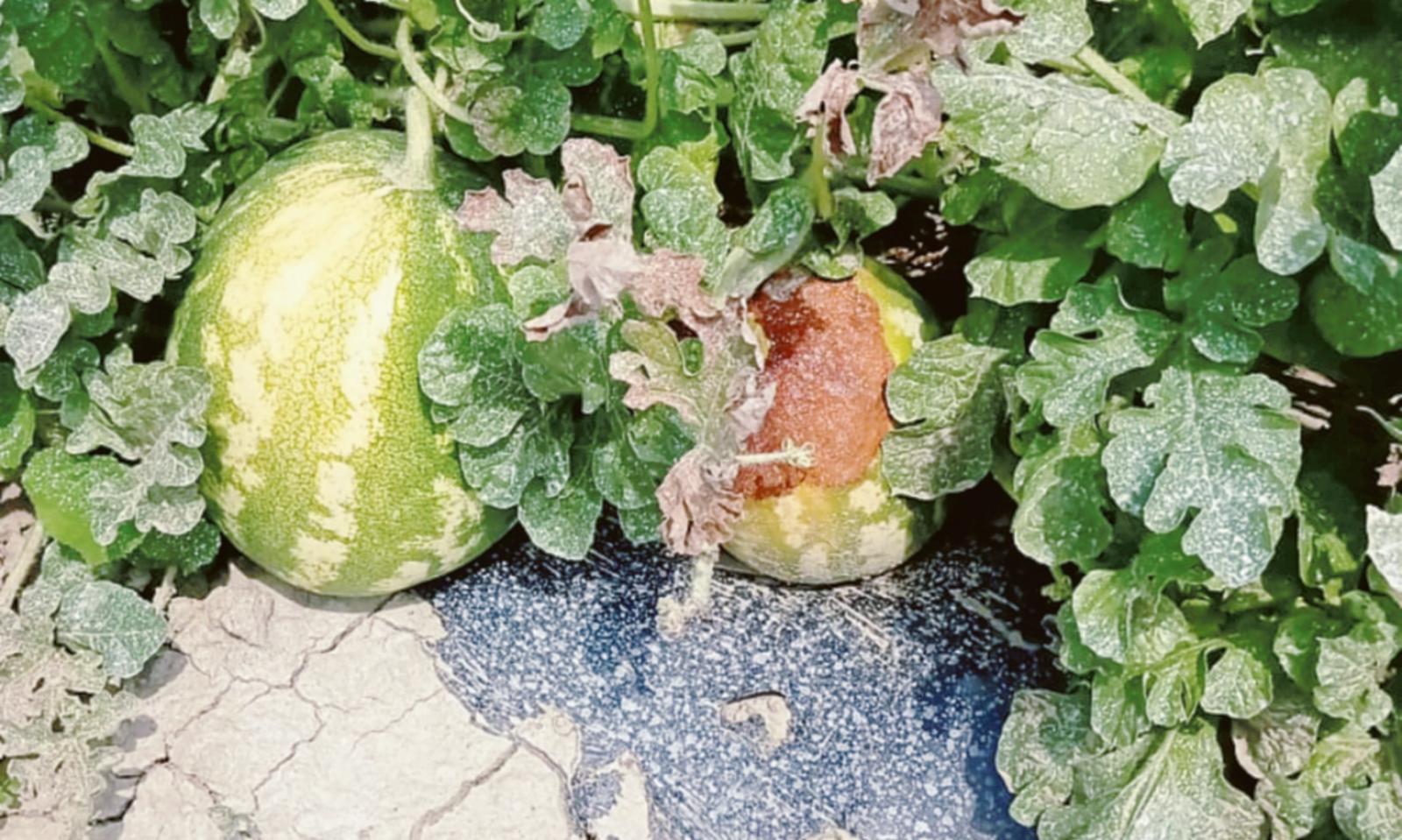 Il caldo ammazza i raccolti