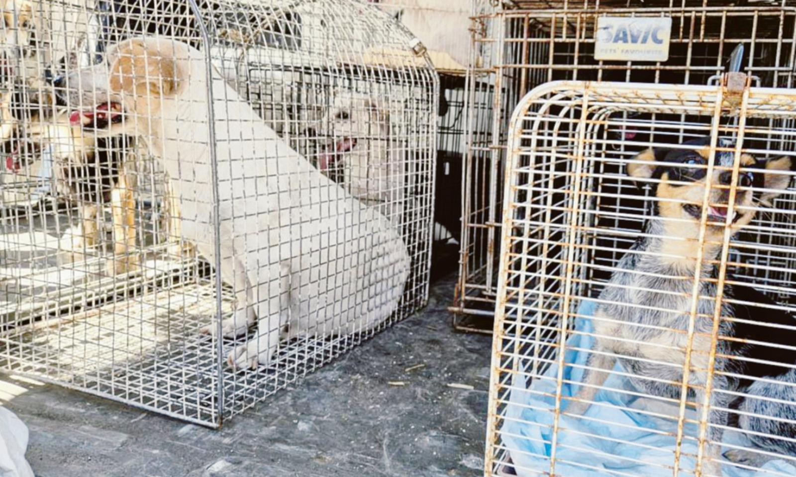 Crescono i reati contro gli animali