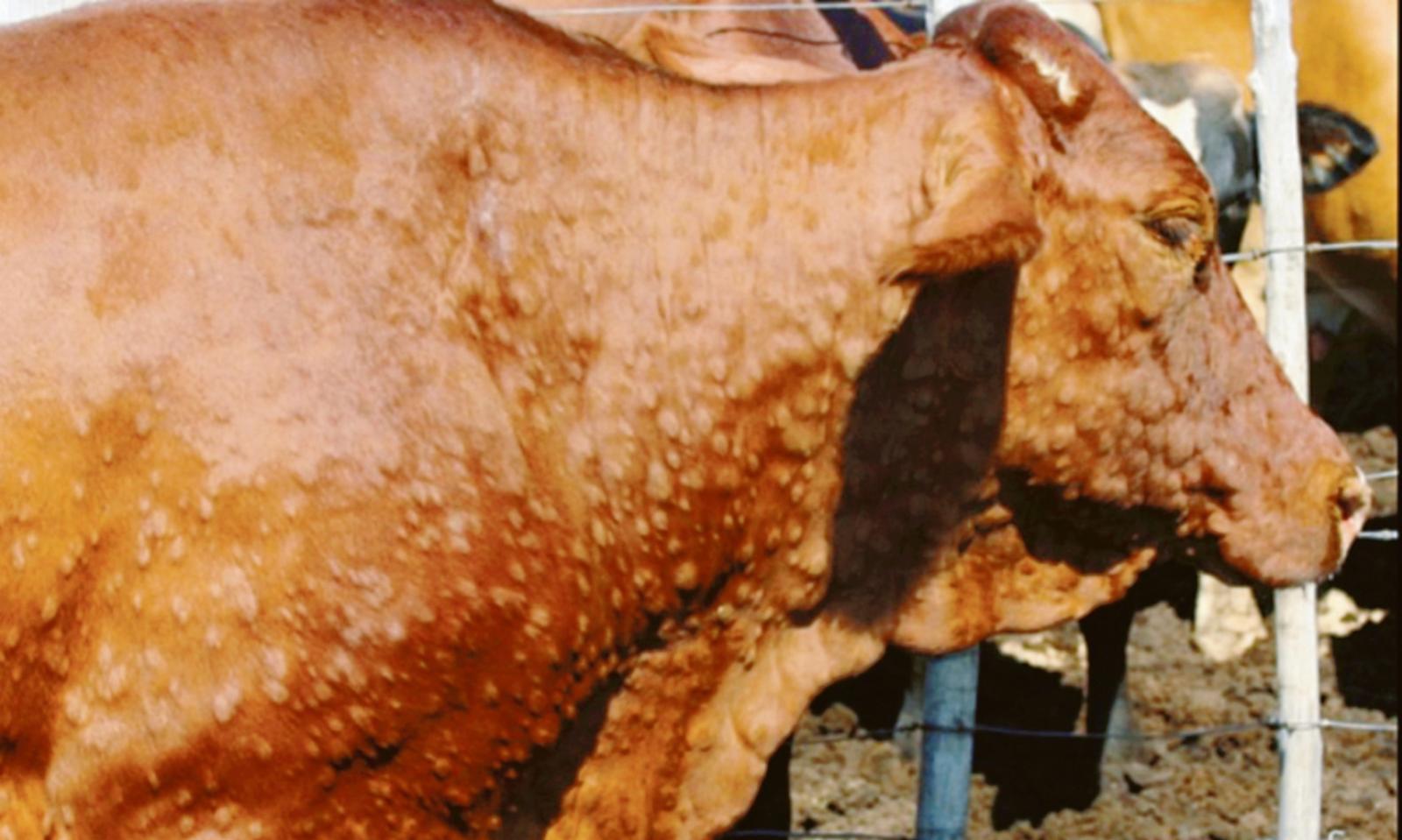 Virus bovino, allerta in Polesine