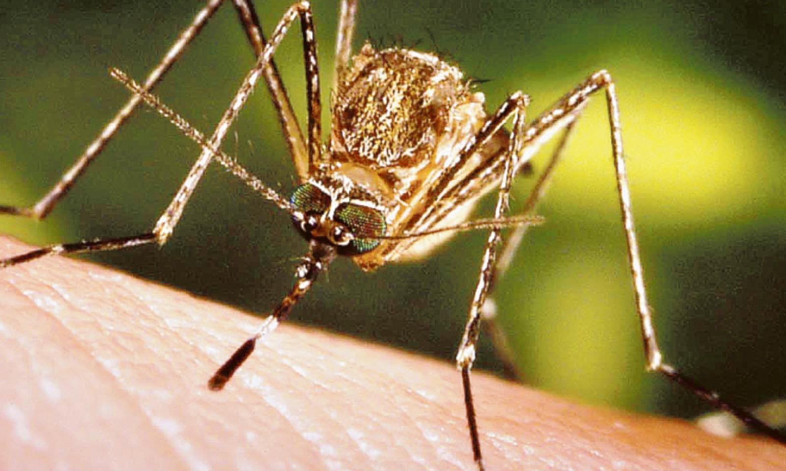 West Nile: ci risiamo