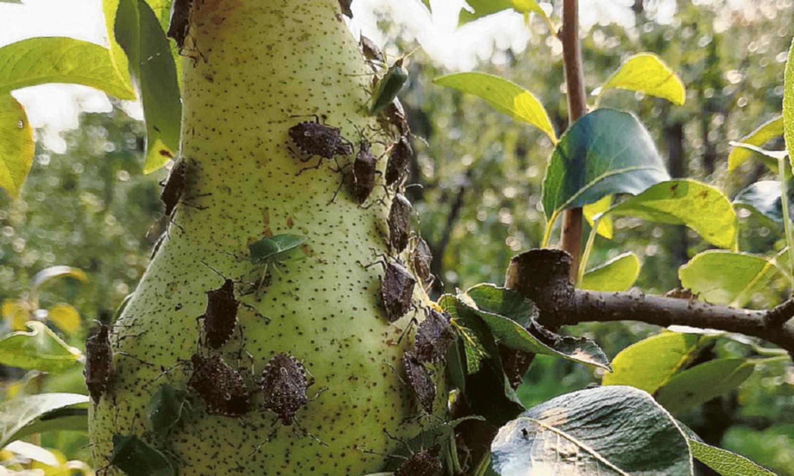 Insetti killer, danni all&rsquo;agricoltura