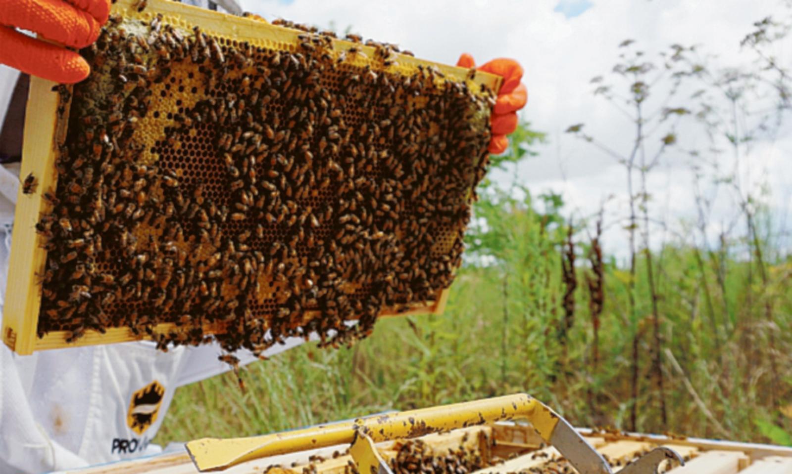 Il Comune diventa amico delle api