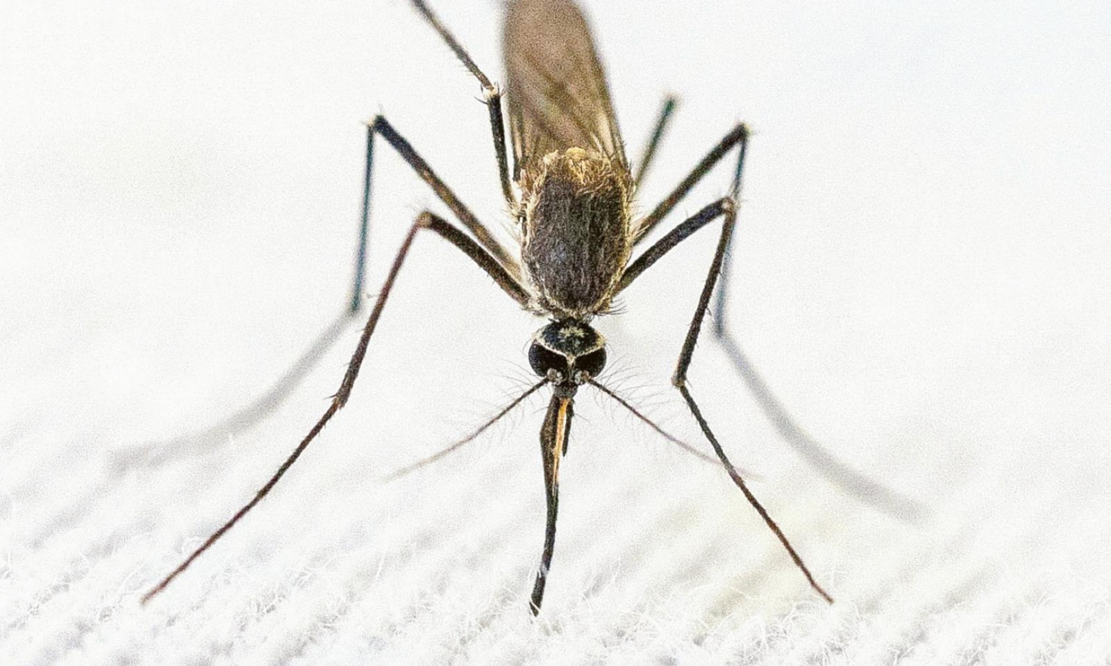 West Nile, c&rsquo;&egrave; un altro contagio