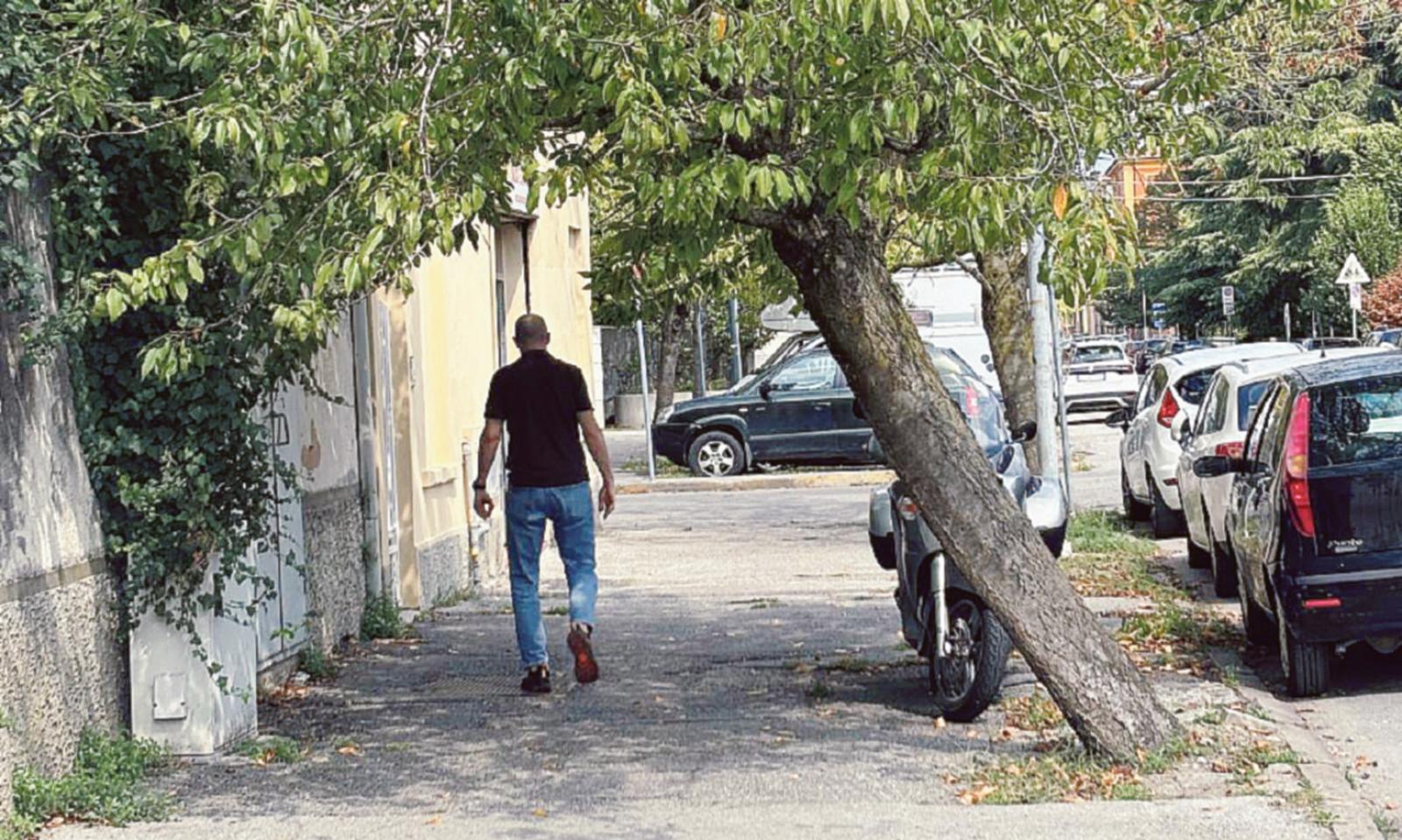 Alberi morti, piante inclinate