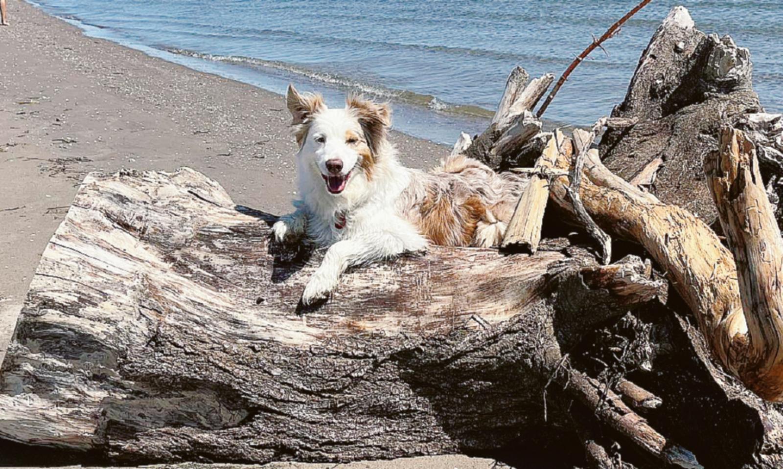 Agonia di Lam&ugrave;, &ldquo;uccisa da cani incustoditi&rdquo;