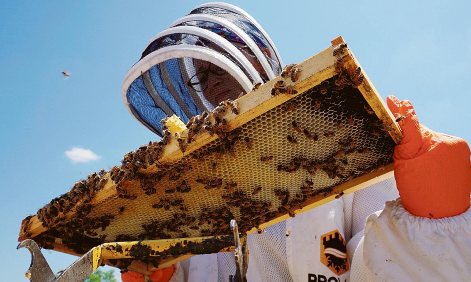 La sagra che celebra miele e api