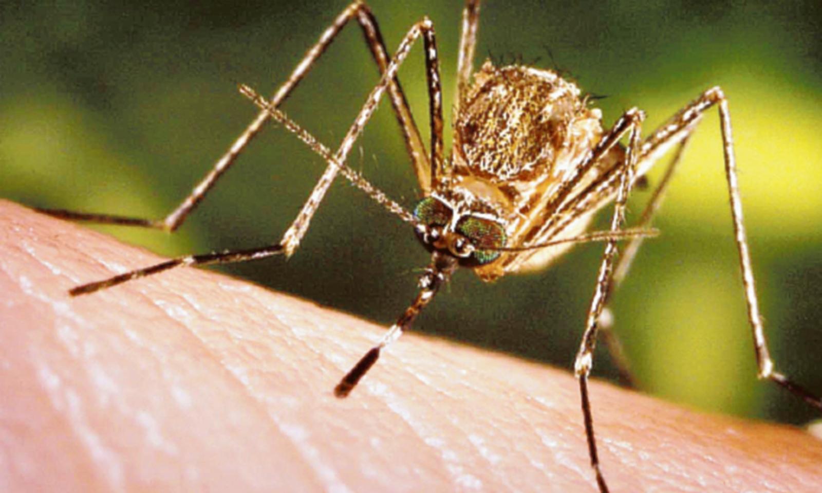 West Nile, non &egrave; finita: un altro caso