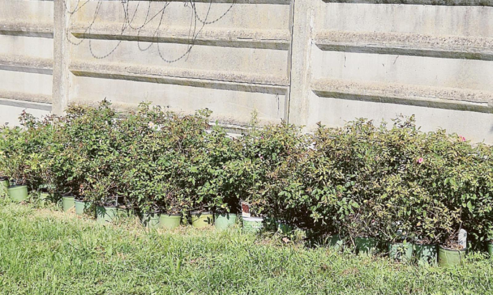 Viale Trieste, spuntano le rose