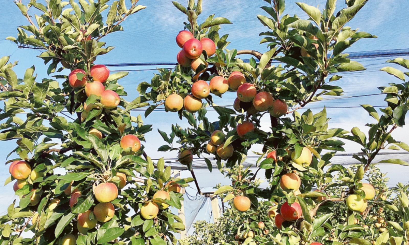 Pere, anno no: sorpasso delle mele