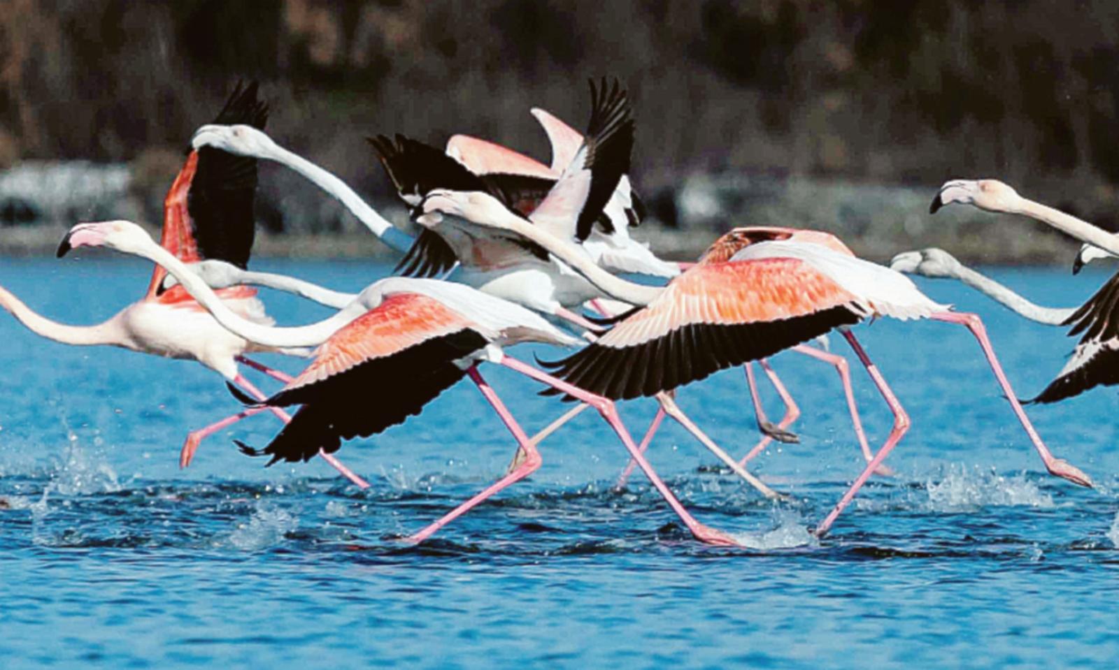 Qui il ritmo antico delle migrazioni