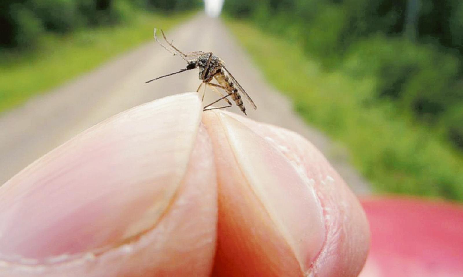 West Nile, colpo di coda autunnale