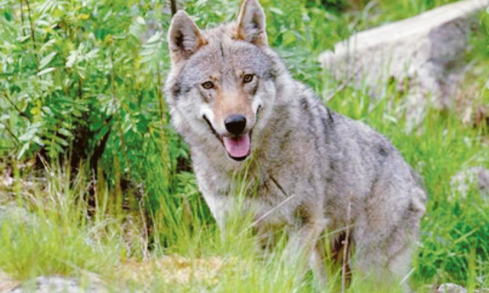 &ldquo;Non fatevi i selfie con i lupi&rdquo;