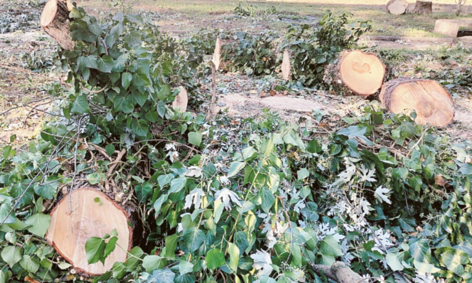 Un'altra strage di alberi