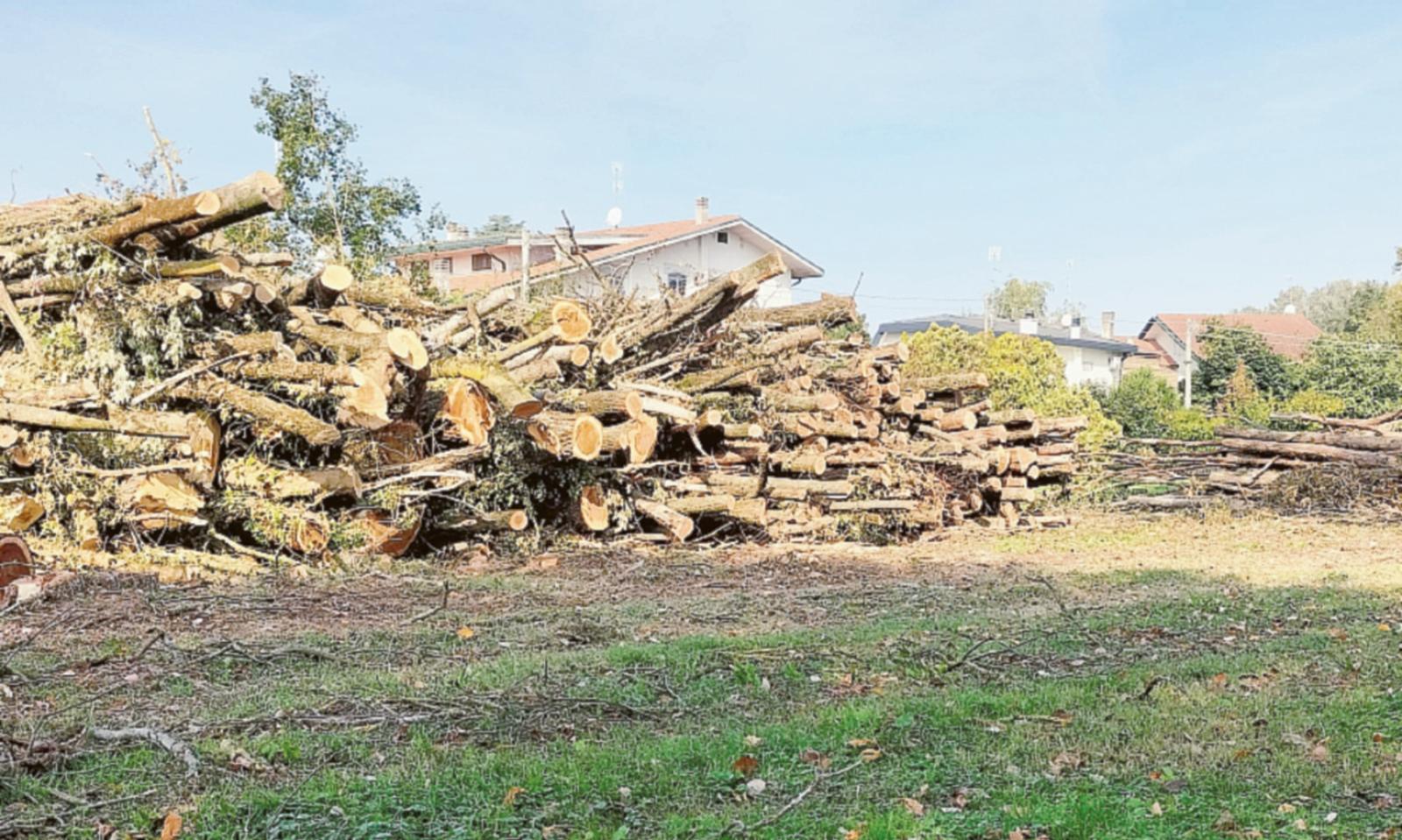Oltre cento gli alberi abbattuti