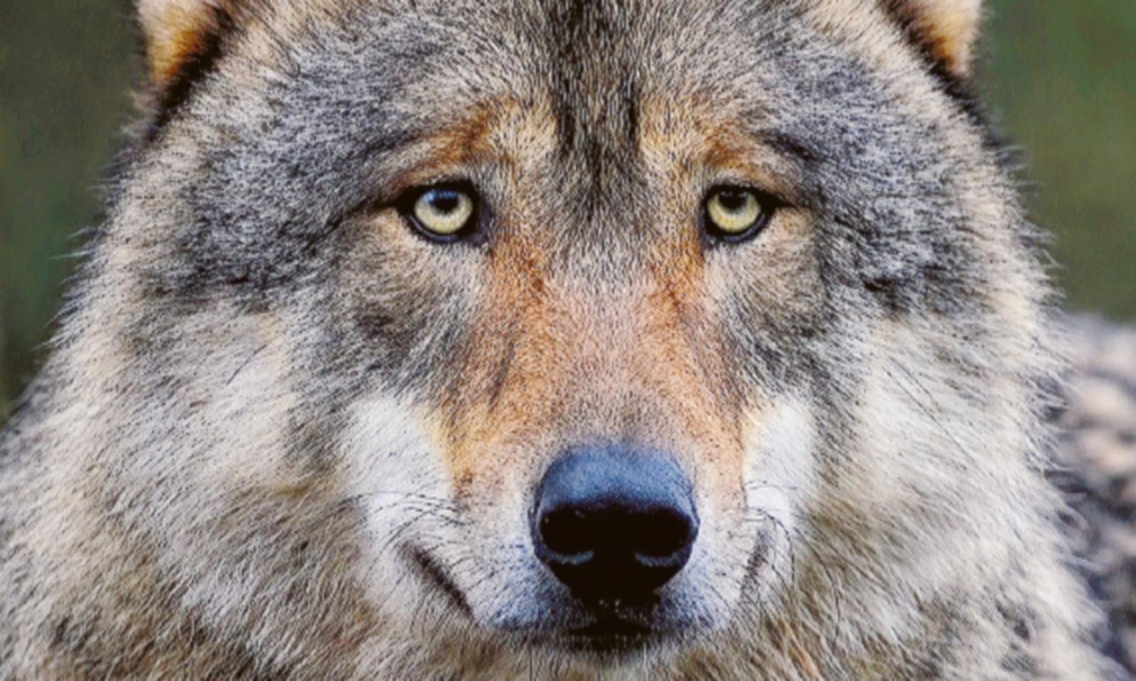 Arrivano i cani anti lupo