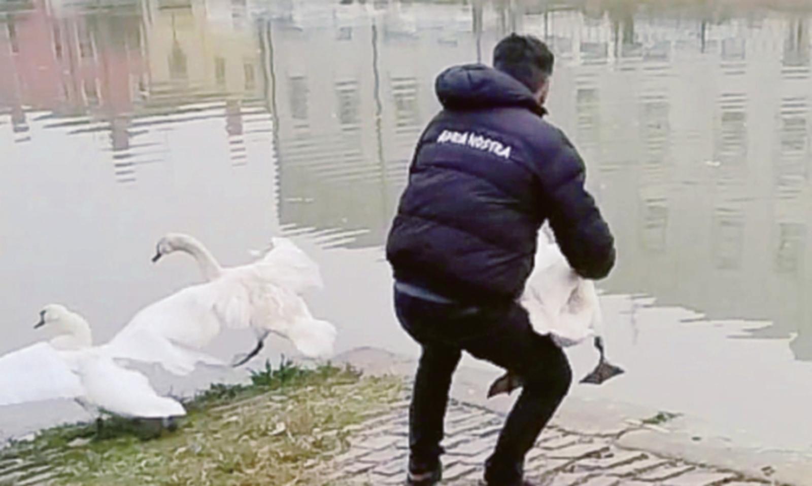 Cigno liberato da amo e lenza